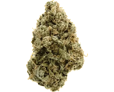 indica