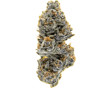 sativa