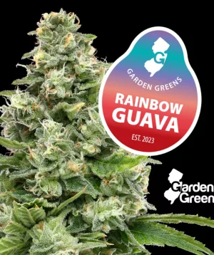 Rainbow Guava | 3.5g Flower | Garden Greens